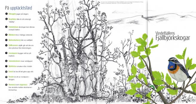 Broschyr om Vindelfjällen - björkskogen(bild Lisa Behrenfeldt)
