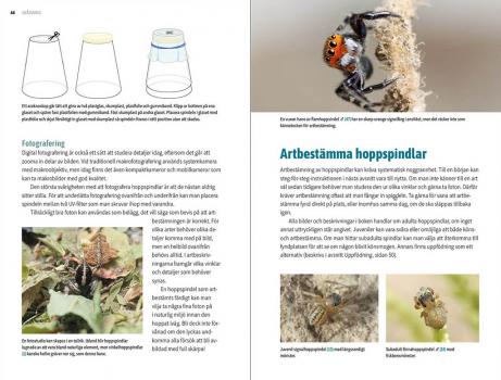 Hoppspindlar i Sverige - artuppslag(foto Monika Sunhede)