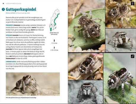 Hoppspindlar i Sverige - artuppslag(foto Monika Sunhede)